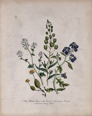 Four British wild flowers, including whitlow grass (Erophila species) and scurvy grass (Cochlearia officinalis). Coloured lithograph, c. 1846, after H. Humphreys.
