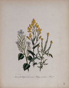 Three British wild flowers, including hedge mustard (Sisymbrium officinale) and woad (Isatis tinctoria). Coloured lithograph, c. 1846, after H. Humphreys.