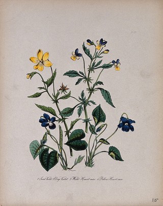 Four British wild flowers, two violets and two species of heart's ease. Coloured lithograph, c. 1846, after H. Humphreys.
