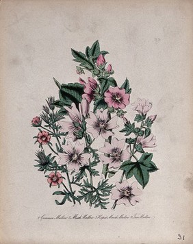 Four British wild flowers, all types of mallow (Malva, Lavatera and Althaea species). Coloured lithograph, c. 1846, after H. Humphreys.