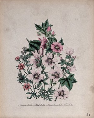 view Four British wild flowers, all types of mallow (Malva, Lavatera and Althaea species). Coloured lithograph, c. 1846, after H. Humphreys.
