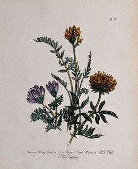 Three British wild flowers, including kidney vetch (Anthyllis vulneraria) and milk vetch (Astragalus hypoglottis). Coloured lithograph, c. 1856, after H. Humphreys.