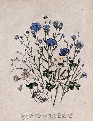 view Six British wild flowers, four types of flax (Linum species) and two wood sorrel (Oxalis). Coloured lithograph, c. 1846, after H. Humphreys.