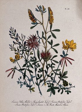 Six British wild flowers, including three types of trefoil (Lotus species). Coloured lithograph, c. 1856, after H. Humphreys.