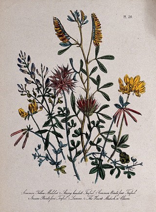 Six British wild flowers, including three types of trefoil (Lotus species). Coloured lithograph, c. 1856, after H. Humphreys.