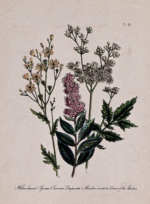 view Three British wild flowers, including dropwort (Filipendula vulgaris) and meadowsweet (Filipendula ulmaria). Coloured lithograph, c. 1856, after H. Humphreys.