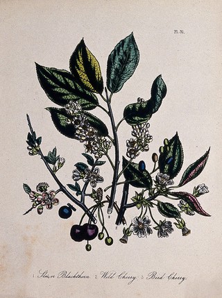 Three British fruit trees, sloe (Prunus spinosa), wild cherry (Prunus avium) and bird cherry (Prunus padus). Coloured lithograph, c. 1856, after H. Humphreys.