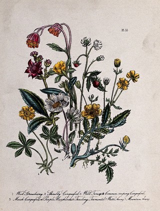 Eight British wild flowers, including wild strawberry (Fragaria vesca), cinquefoils (Potentilla species) and water avens (Geum rivale). Coloured lithograph, c. 1856, after H. Humphreys.