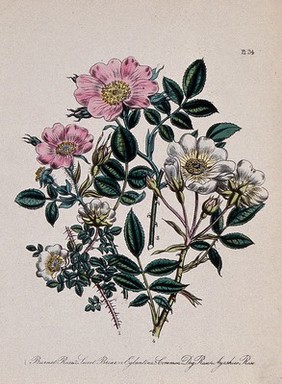 Four British wild flowers, including the burnet rose (Rosa spinosissima), eglantine rose (Rosa eglanteria) and dog rose (Rosa canina). Coloured lithograph, c. 1856, after H. Humphreys.
