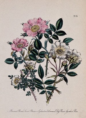 view Four British wild flowers, including the burnet rose (Rosa spinosissima), eglantine rose (Rosa eglanteria) and dog rose (Rosa canina). Coloured lithograph, c. 1856, after H. Humphreys.