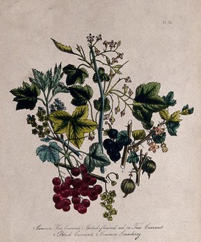 Four British wild flowers and fruit, including red currant (Ribes rubrum), black currant (Ribes nigrum) and gooseberry (Ribes uva-crispa). Coloured lithograph, c. 1856, after H. Humphreys.