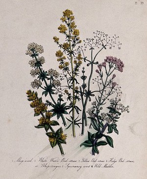 view Six British wild flowers, four types of bedstraw (Galium species), squinancywort (Asperula cynanchica) and levant (Rubia peregrina). Coloured lithograph, c. 1856, after H. Humphreys.