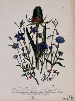 Eight British wild flowers, including teasel (Dipsacus sativa), devil's bit scabious (Succisa pratensis) and sheep's bit scabious (Jasione montana). Coloured lithograph, c. 1856, after H. Humphreys.