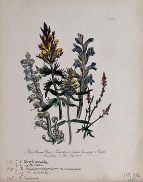 Five British wild flowers, including broomrape (Orobanche caerulea), vervain (Verbena officinalis) and toothwort (Lathraea squamaria). Coloured lithograph, c. 1846, after H. Humphreys.