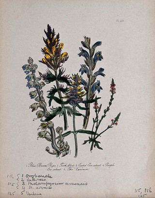 Five British wild flowers, including broomrape (Orobanche caerulea), vervain (Verbena officinalis) and toothwort (Lathraea squamaria). Coloured lithograph, c. 1846, after H. Humphreys.