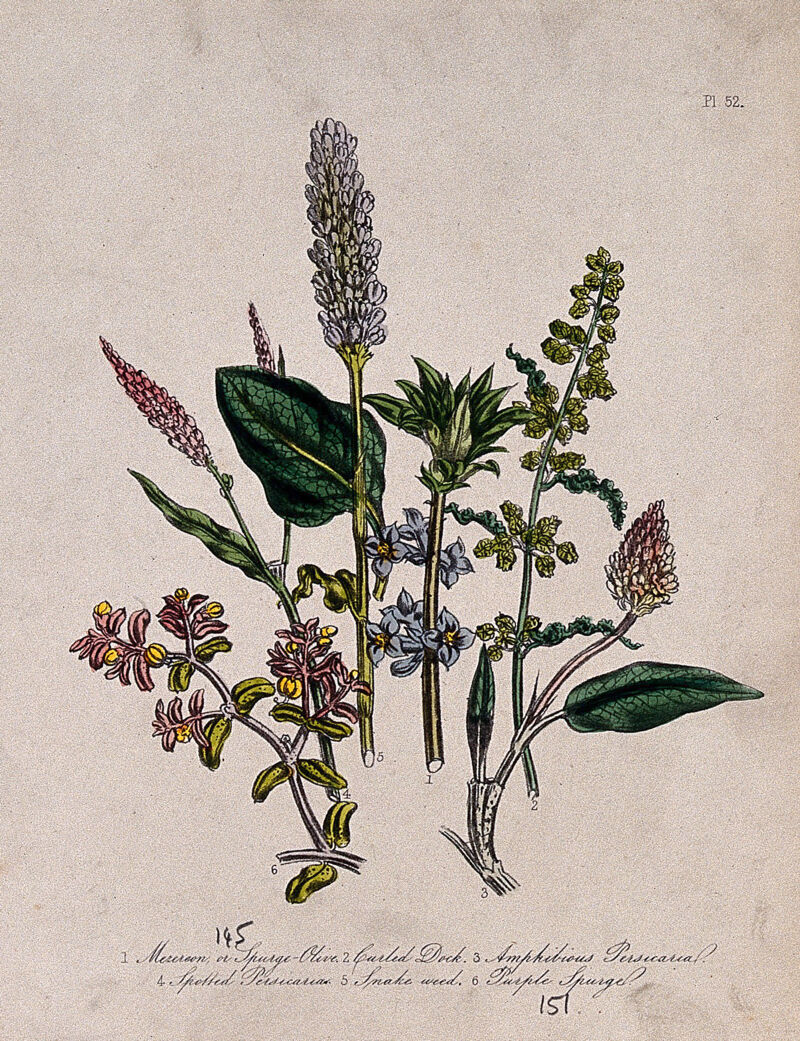 Six British wild flowers, including water pepper and knotweed (Polygonum species). Coloured lithograph, c. 1846, after H. Humphreys., [1846], by Henry Noel Humphreys
