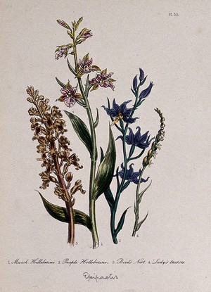 view Four British wild flowers, including marsh and purple helleborines (Epipactis species). Coloured lithograph, c. 1846, after H. Humphreys.