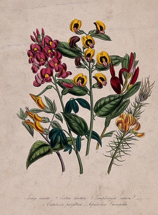 Four ornamental greenhouse flowers, including coral bush (Templetonia retusa). Coloured lithograph, c. 1848.