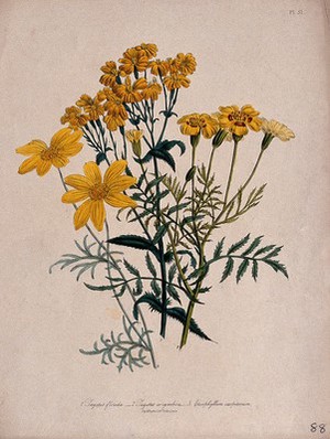 view Three ornamental yellow flowers, including a French marigold (Tagetes patula). Coloured lithograph, c. 1843.