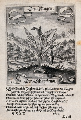 A wooded valley with a plant of the Araceae family in the foreground and verses below. Etching by Matthaeus Merian the elder, c. 1629.