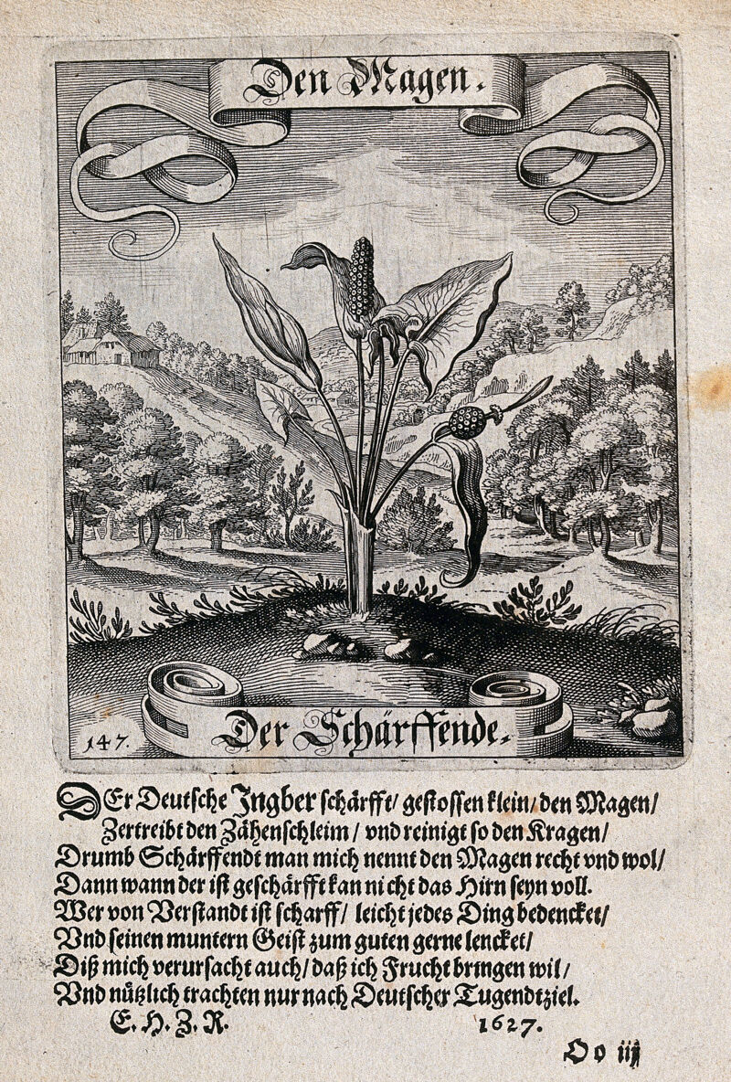 A wooded valley with a plant of the Araceae family in the foreground and verses below. Etching by Matthaeus Merian the elder, c. 1629., [1629], by Matthäus Merian