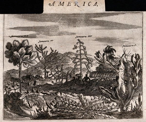 Five large cacti and a sweet potato plant (Ipomoea batatas) in a tropical landscape. Etching, c. 1671.