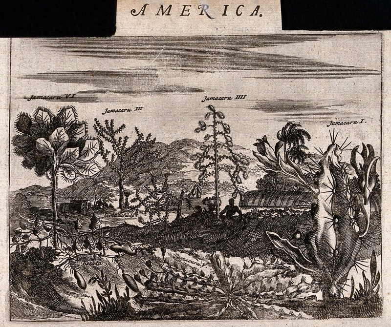Five large cacti and a sweet potato plant (Ipomoea batatas) in a tropical landscape. Etching, c. 1671., [1671], by Arnoldus Montanus