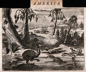 view Three papaya trees (Carica papaya) with lizards, dodos and a man hunting in an exotic, tropical landscape. Etching, c. 1671.