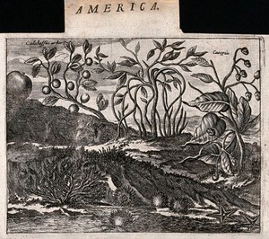 view Three plants, including a calabash-tree (Crescentia cujete) with starfish and sea urchins in an exotic tropical landscape. Etching, c. 1671.