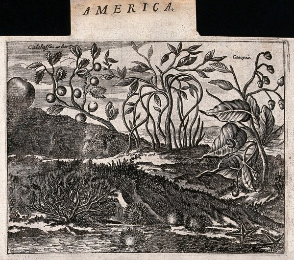 Three plants, including a calabash-tree (Crescentia cujete) with starfish and sea urchins in an exotic tropical landscape. Etching, c. 1671.