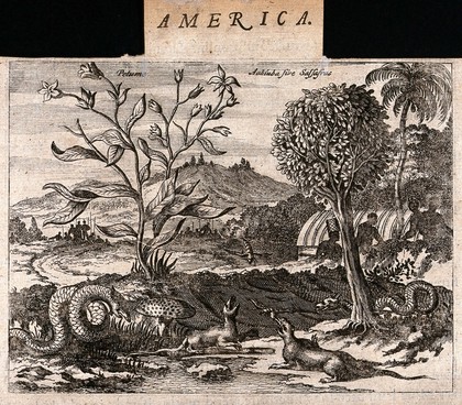 A Brazilian sassafras tree (Aniba species) and a Petunia plant in an exotic landscape with snakes, lizards and tribal people. Etching, c. 1671.