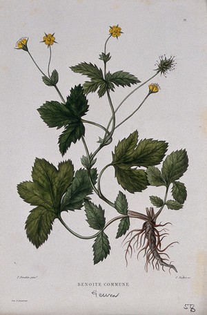 view Wood avens (Geum urbanum): entire flowering and fruiting plant. Coloured etching by C. Pierre, c. 1865, after P. Naudin.