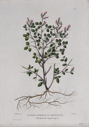 view Rest-harrow (Ononis repens): entire flowering plant. Coloured etching by C. Pierre, c. 1865, after P. Naudin.