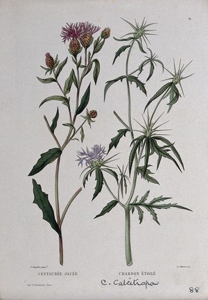 view Two plants, a knapweed (Centaurea jacea) and star-thistle (Centaurea calcitrapa): flowering and fruiting stems. Coloured etching by C. Pierre, c. 1865, after P. Naudin.