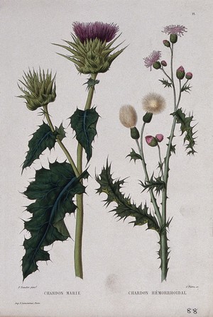 view Two plants, holy thistle (Silybum marianum) and Canada thistle (Cirsium arvense): flowering and fruiting stems. Coloured etching by C. Pierre, c. 1865, after P. Naudin.