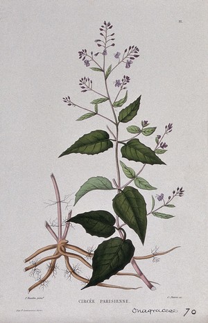 view Enchanter's nightshade (Circaea lutetiana): entire flowering plant. Coloured etching by C. Pierre, c. 1865, after P. Naudin.