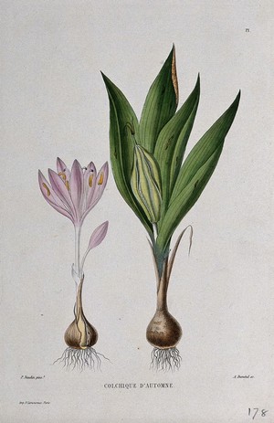 view Autumn crocus (Colchicum autumnale): entire flowering and fruiting plants. Coloured etching by A. Duménil, c. 1865, after P. Naudin.