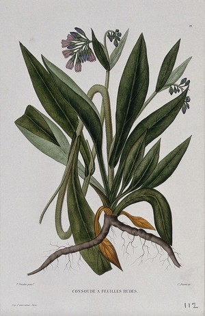 view Comfrey (Symphytum asperrimum): entire flowering plant. Coloured etching by C. Pierre, c. 1865, after P. Naudin.