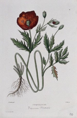 view Red poppy (Papaver rhoeas): entire flowering plant. Coloured etching by C. Pierre, c. 1865, after P. Naudin.