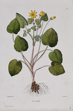 Celandine (Ranunculus ficaria): entire flowering plant. Coloured etching by C. Pierre, c. 1865, after P. Naudin.
