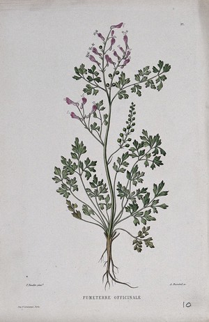 view Fumitory (Fumaria officinalis): entire flowering plant. Coloured etching by A. Duménil, c. 1865, after P. Naudin.