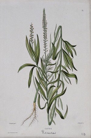view Dyer's rocket (Reseda luteola): entire flowering plant. Coloured etching by A. Duménil, c. 1865, after P. Naudin.