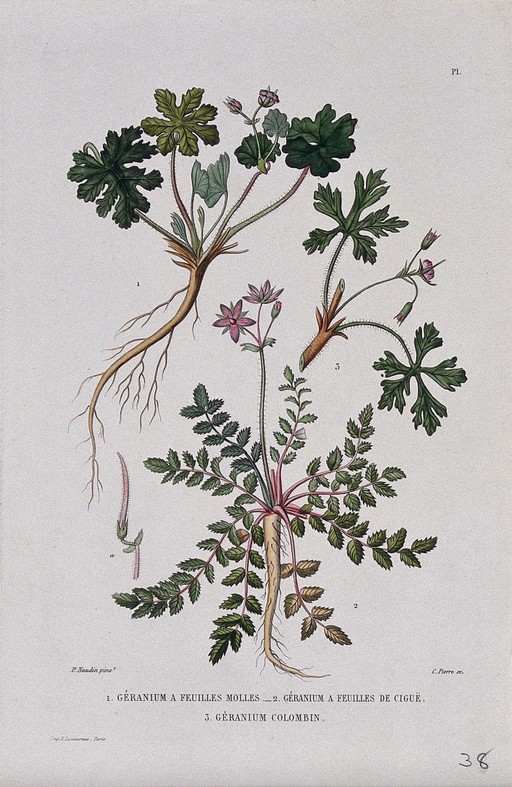 Two cranesbill plants (Geranium molle and Geranium columbinum) and a storksbill plant (Erodium cicutarium). Coloured etching by C. Pierre, c. 1865, after P. Naudin.
