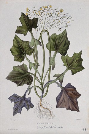 view Opium lettuce (Lactuca virosa): entire flowering and fruiting plant. Coloured etching by C. Pierre, c. 1865, after P. Naudin.