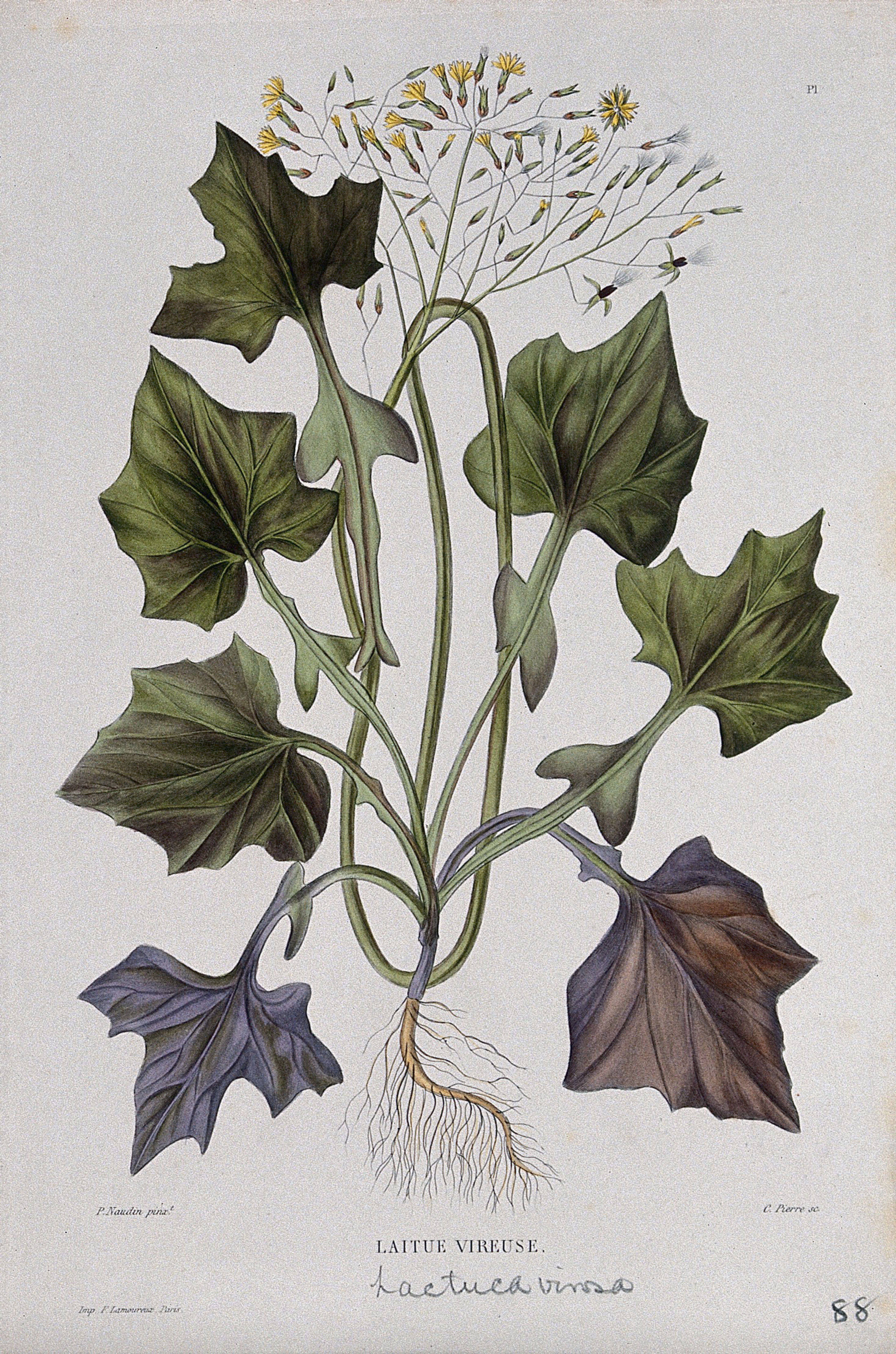 Opium lettuce (Lactuca virosa): entire flowering and fruiting plant. Coloured etching by C. Pierre, c. 1865, after P. Naudin.