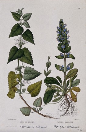 White dead nettle (Lamium album) and common bugle (Ajuga reptans): entire flowering plants. Coloured etching by C. Pierre, c. 1865, after P. Naudin.