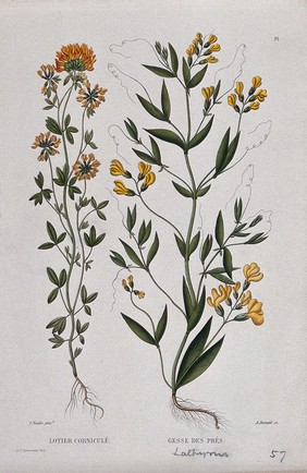 Bird's foot trefoil (Lotus corniculatus) and common vetch (Lathyrus pratensis): entire flowering plants. Coloured etching by A. Duménil, c. 1865, after P. Naudin.