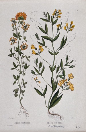 view Bird's foot trefoil (Lotus corniculatus) and common vetch (Lathyrus pratensis): entire flowering plants. Coloured etching by A. Duménil, c. 1865, after P. Naudin.