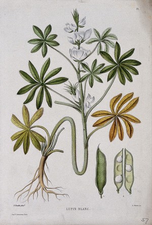 view White lupin (Lupinus albus): entire flowering plant with pod. Coloured etching by C. Pierre, c. 1865, after P. Naudin.