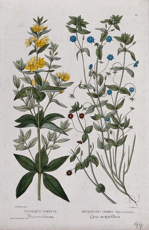 view Yellow loosetrife (Lysimachia vulgaris) and scarlet pimpernel (Anagallis arvensis): flowering stems. Coloured etching by C. Pierre, c. 1865, after P. Naudin.